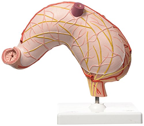 3B Scientific K15 Stomaco, in 2 Parti + software