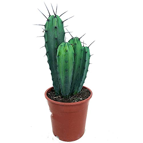 CACTUS NATURAL MYRTILLOCACTUS GEOMETRIZANS M17 45CM