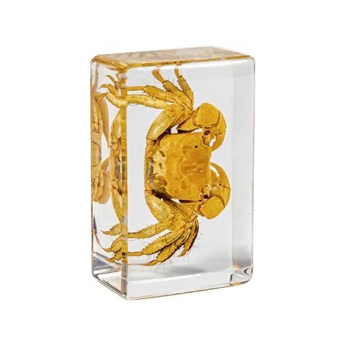 Image of 10pcs Taxidermy Crab Conch Starfish Seahorse, Oceans Animals Specimens in Resin, Clear Sealed for Closer-Look & Study, Science Educational Classroom Specimens, Unique Amazing Gift (1.8x1.2x0.7-inch)
