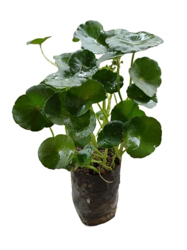 Image of XR Live Chinese Money Plant pilea peperomioides Pennywort ufo feng shui for office desk balcony terrace garden living room home decoration gifting air purifier lucky study table hanging plant