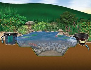 Diagram of Aquascape pond ecosystem