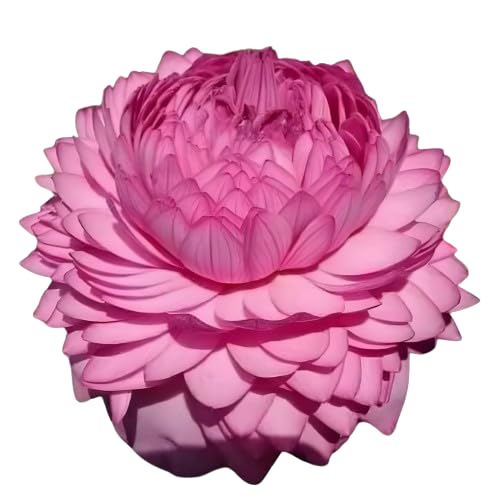 Lotus Live Plant (TUBER/Root) ULTIMATED THOUSAND Petal Double Lotus Orginal Variety Guarante Blooming With in 20 Days BIG Hybrid Water Lotus For OutDoor & Indoor(1000 Petal)