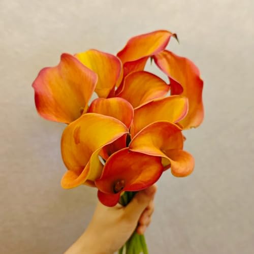 6 piezas bulbos de cala resistentes, bulbos de lirio de cala flores de bulbo, flores plantas resistentes para el exterior tubérculos resistentes de la planta de cala - Zantedeschia