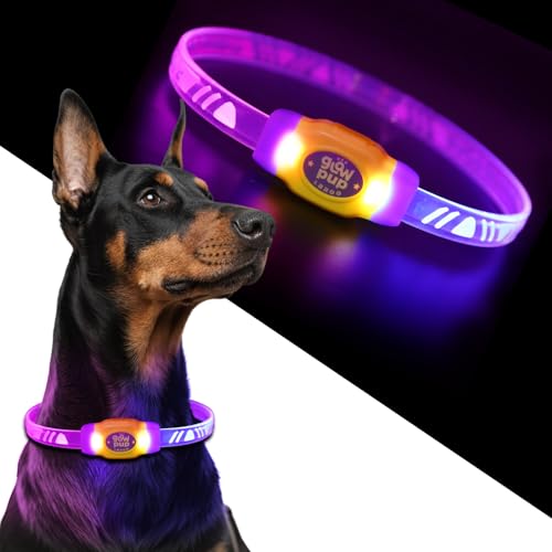 LaRoo LED Leuchthalsband Hunde Halsband USB Aufladbar - Wasserdichtes Hundehalsband Leuchtend mit 4 Beleuchtungsmodi, Längenverstellbareres LED Halsband für Kleine, Mittlere und Große Hunde (Lila)