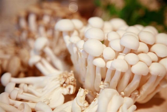 Organic Beech (Honshimeji) Mushrooms, 6 lb Unit - Organically Cultivated, Gourmet Quality, Crisp Texture