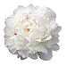 Festiva Maxima Double White Peony