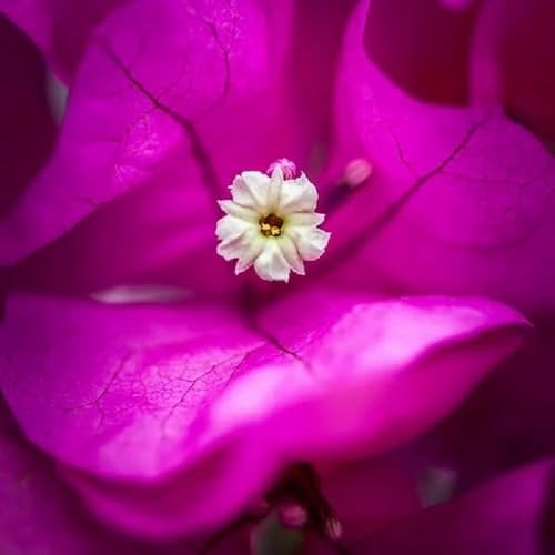 Couverture de Episodio 87 - Estrellitas de dulzura