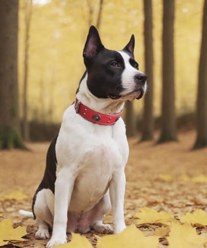 Hundehalsband Leder, 5 cm Breites Robustes Echtes Lederhalsband, Handgefertigt, Weich und Luxuriös, Auffällige Beste Wahl für Große und Mittelgroße Hunderassen, Rot M