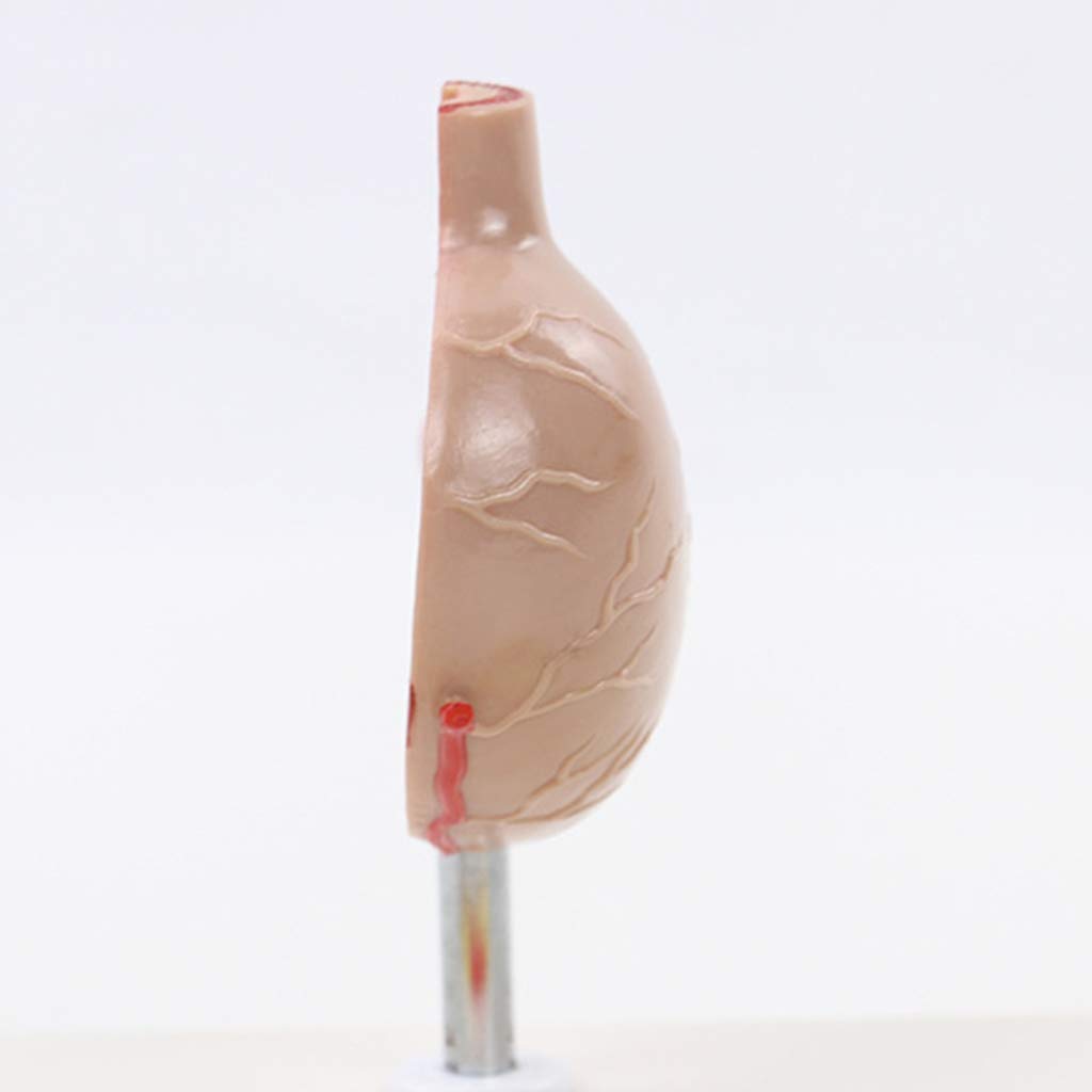 Model anatomiczny narządów ludzkich - Model anatomiczny żołądka naturalnej wielkości - Anatomiczny patologiczny żołądek Pomoce dydaktyczne i do nauki - do materiałów laboratoryjnych znakomite