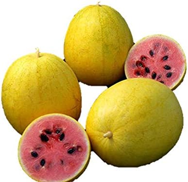 Amazon 優勝品種 黄金美人スイカ 種 6粒 F1品種 野菜