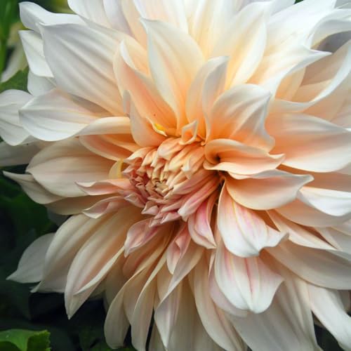 Plant in a Box - Dahlias - Set de 3 Bulbes - Dahlia 'Cafe au Lait' - Floraison Spectaculaire – Fleurs Géantes