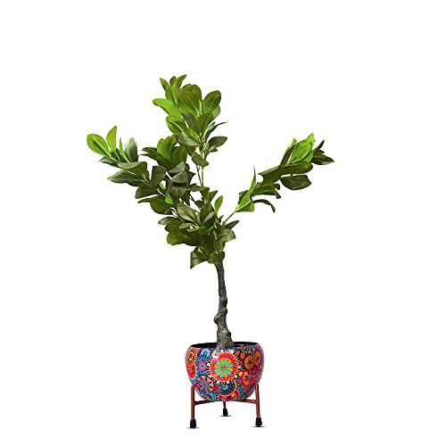 Image of Kayra Decor 3 Feet Rubber Ficus Plant - Artificial Tall Plants for Home Decor with Pot (Black)
