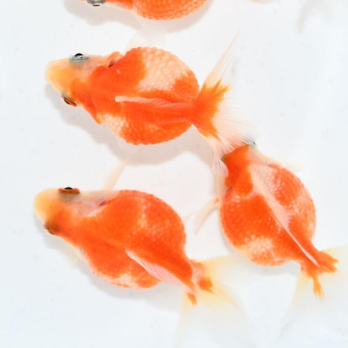 国産☆ピンポンパール！オス1匹☆弐歳☆約10cm!上質☆金魚☆観賞