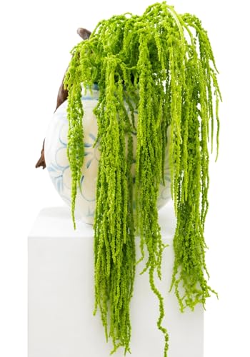 12 Pcs Neon Green Preserved Hanging Amaranthus Flowers - 23 Cascading Dried Flower Tassels for Wedding Arch Floral Garland Vase Arrangements & Home Decor
