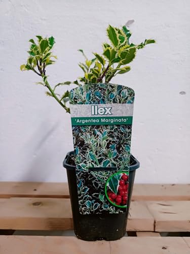 BotanicaUrbana- Ilex Aquifolium 'Argentea Marginata' Acebo Variegado, Planta Natural de Hoja Perenne, Verde con Márgenes Plateados, Maceta 12 cm, 35 cm de Altura