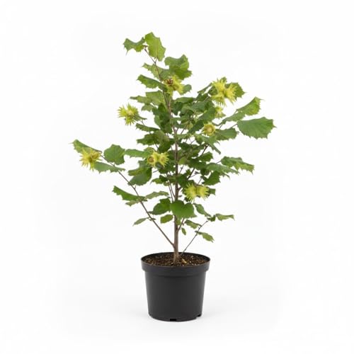 Live Hazelnut Tree 2 Feet Tall, 1 Year-Old Hazelnuts Tree, Edible Nut Trees for Growing Outdoor