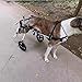 Dog Wheelchair for Hind Legs, Adjustable Large Breed Pet Mobility Cart, Lightweight Aircraft-Grade Aluminum, Height/Length/Width Adjustable, Shock-Absorbing Wheels(M)