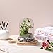 WHJY 6 inches Glass Cloche for Indoor Plants Small Terrarium Glass Cloche with Base Mini Cloche Dome with Base for Display Home Decor