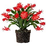 Red Christmas Cactus Live Plant, Holiday Cactus, 4-6 Inch Tall