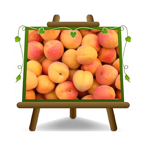 EURO PLANTS VIVAI Albicocco Formiana pianta da frutto su vaso 20 cm Altezza 150~170 cm - Età 2 anni