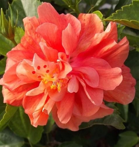 American Plant Exchange Live Tropical Double Peach Hibiscus Plant with Colorful Blooms, Plant Pot for Home and Garden Decor, 10" Pot