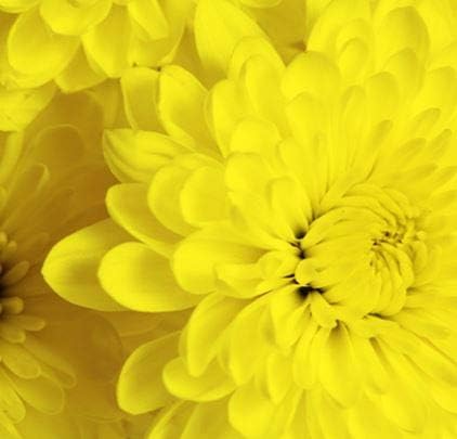 Design Master Absorbit Stem Dye for Fresh Cut Flowers Matte Finish Systemic (Yellow/Yellow)