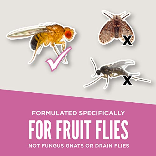 Aunt Fannies FlyPunch Fruit Fly Trap (3 Pack) For