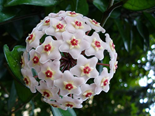 Image of Rare Hoya carnosa Wax Plant porcelainflower White Hoya 1 Healthy Live Plant On Pot