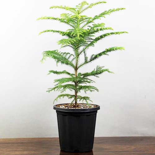 See full amazon price history chart for Dishita - Go Green Live Christmas Plant Xmas Tree | Easy to Care for Indoor Plant - Personalize with Ornaments and Lights Dishita - Go Green Live Christmas Plant Xmas Tree | Easy to Care for Indoor Plant - Personalize with Ornaments and Lights (B0D3CHLXFB) Amazon Price History, Amazon Price Tracker