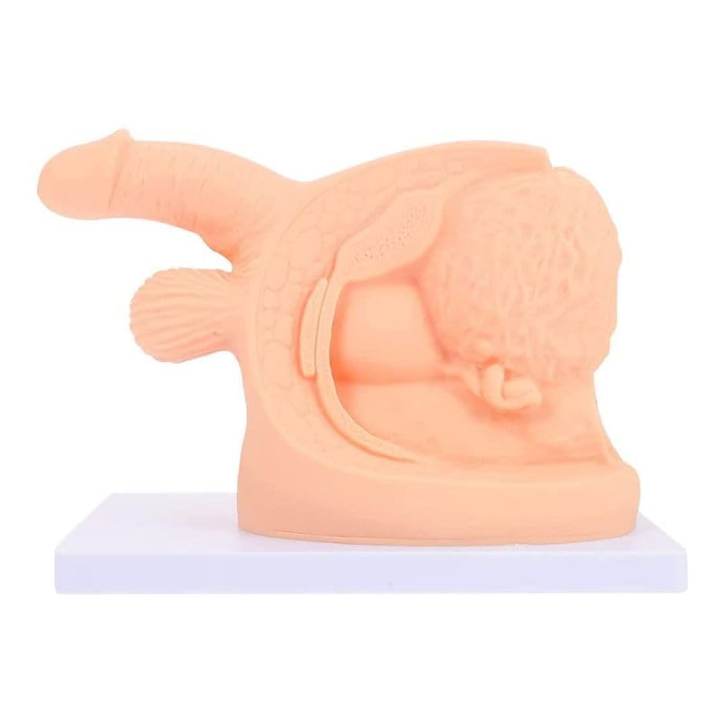 Moule de cathétérisme urinaire masculin AMITD pour formation médicale et anatomique