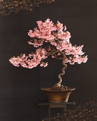 30 Japanese Flowering Cherry Blossom Bonsai Seeds, Sakura Bonsai Seeds - Fresh Exotic Rare Bonsai Seeds -