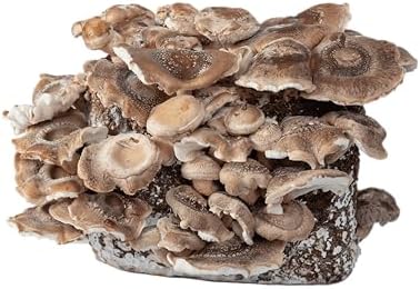 Hawlik Pilzbrut - Set BIO per la coltivazione di funghi Shiitake - 2,5 kg di substrato fungino pronto con micelio - Set per la coltivazione di funghi Shiitake - Kit completo per la coltivazione a casa