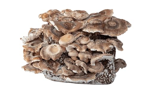 Hawlik Pilzbrut - BIO Shiitake Pilzzuchtset - 2,5 kg fertig vorbereitetes Pilzsubstrat mit Myzel - Shiitake Pilze Züchten Set - Komplettset für den Anbau Zuhause - Mushroom Grow Kit Hawlik Pilzbrut - BIO Shiitake Pilzzuchtset - 2,5 kg fertig vorbereitetes Pilzsubstrat mit Myzel - Shiitake Pilze Züchten Set - Komplettset für den Anbau Zuhause - Mushroom Grow Kit