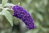 Buddleja davidii 'Black Knight' Sommerflieder im Topf gewachsen 60-100cm