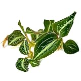 Macodes Anoectochilus lylei Marshmallow - Juwelorchidee im 5,5-cm-Becher
