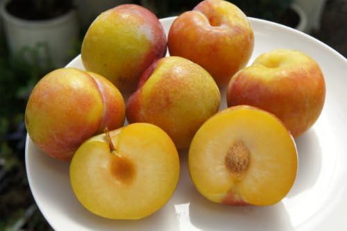 Amazon プラム すもも 秋姫 1年生接木苗 果物