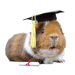 Small Animal Graduation Caps Mini B...