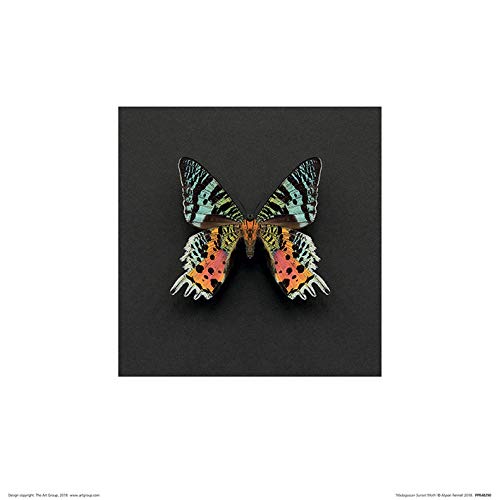 Alyson Fennell (Madagascan Sunset Moth 30 x 30cm Art Print
