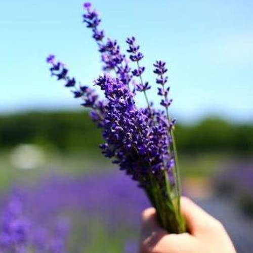 CHTING 50 Pezzi Accattivanti Semi Di Lavanda Viola Resistenza Al Freddo Non Richiedono Molta Manutenzione Forte Capacità Di Crescita Nobile Elegante Molto Popolare Tra Tutti