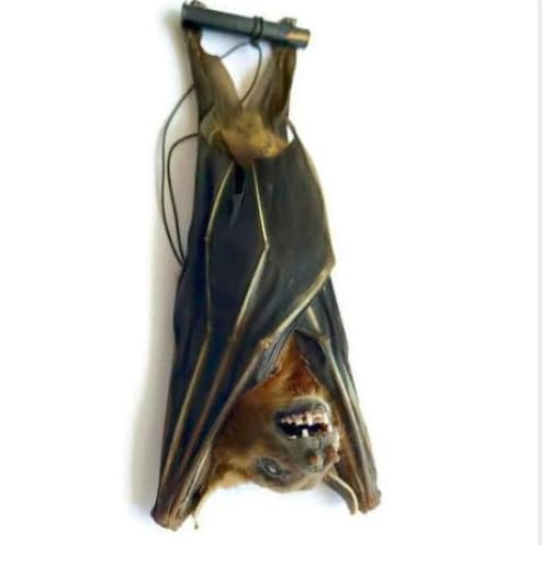 Real Framed Preserved MUMMIFIED BAT Hanging Position Cynopterus Brachyotis