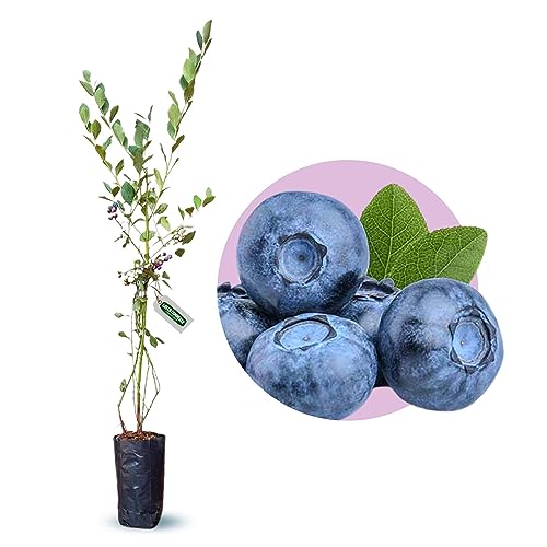 Muda de Mirtilo Climax Produtivo Para Climas Quentes Blue Berry Produzindo