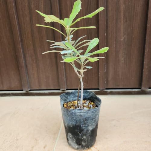 観葉植物 バンクシア」の人気商品一覧・価格比較 - 価格.com