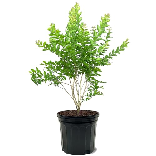 Natchez Crape Myrtle White 7 Gal