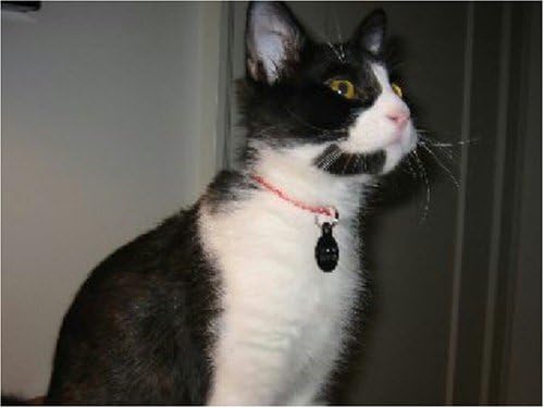 collar for long haired cat