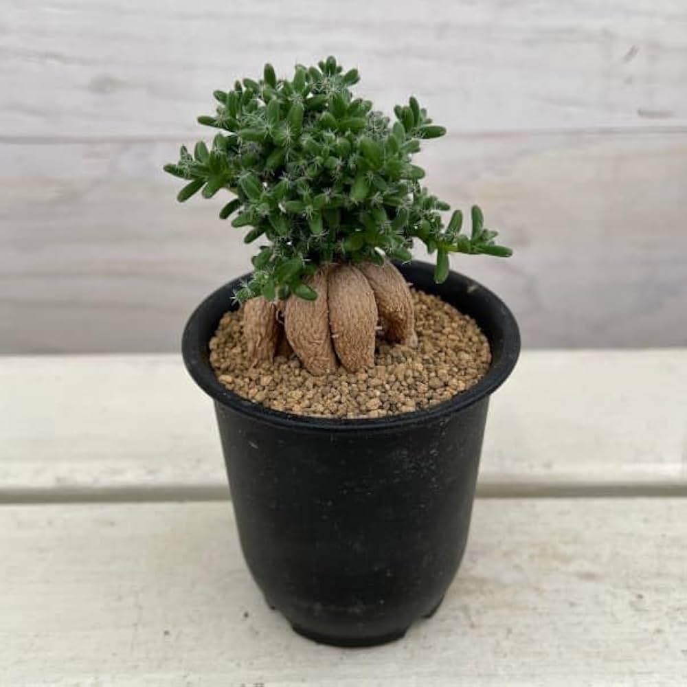 Amazon｜トリコディアデマ：姫紅小松 3号鉢植え*[ビザール