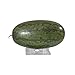 Plastic Melon Support (24 PCS) Plant & Garden Cradle for Watermelon-Pumpkin-Squash - Holds up to 20 lbs