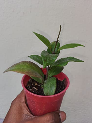 Image of greEen earth Hoya Sunrise Wax Plant porcelain flower 1 Small Live Plant