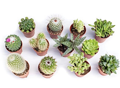 Made in Italy Piante Grasse Mix Succulenti e Cactacee|Vaso Diametro 5.5cm|Piante Grasse Vere|Set di Produzione| Piantine Da Interno, Ufficio, Bomboniere, Scrivania|12 Piante Vere da Interni