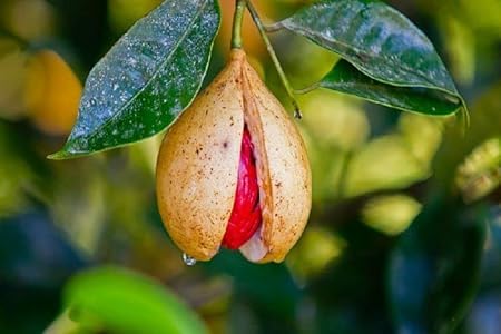 Plant Exotic|Hybrid Jaifall Tree Nutmeg Jaifal Myristica Javitri Jaiphal Spice Javitri Plant Original Variety Myristica Javitri Fruit Live Plant Home Garden AirLayered Outdoor Plant Fruit After 1 Year (B0D8G2KSLP) Amazon Price History, Amazon Price Tracker