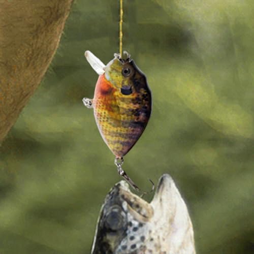 Appâts pour truite efficaces pour truites difficiles en lac